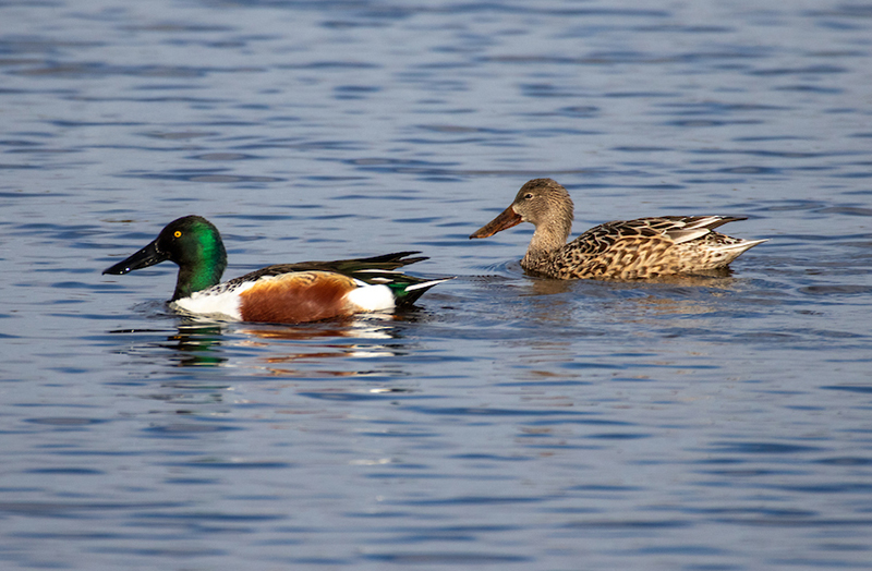 Northern shovelers in wetland preserve. CDFW photo by Travis VanZant